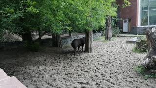 Cute herbivore at the zoo.