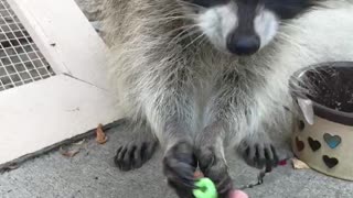 Raccoon is Serious about Cereal