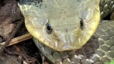Snake that pretends to be a cobra