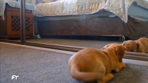 Little Cute Doggy confused to see his reflection in the mirror