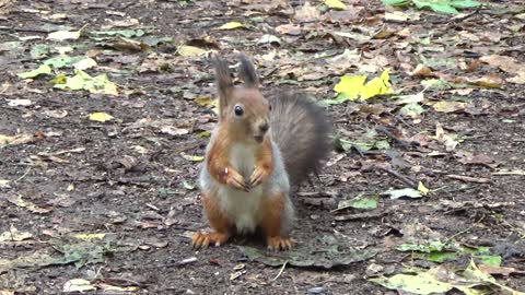 Little squirrel at the door