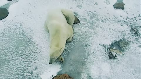 Extreme Closeup of a Polar Bear