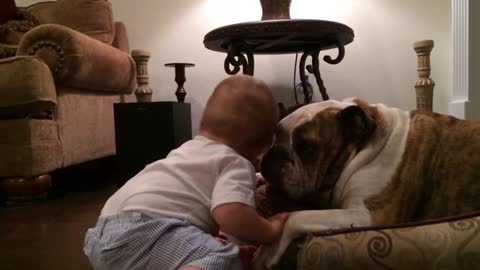 Baby Kisses Bulldog for Christmas