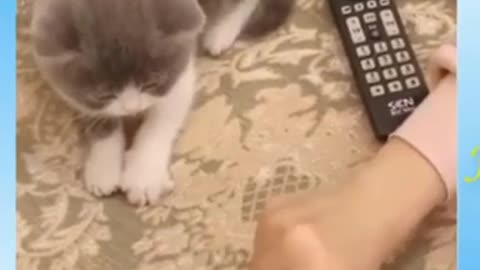 Pet cat funny video