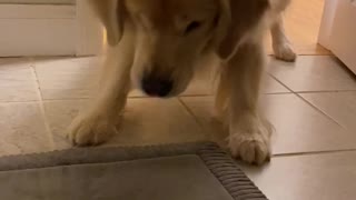 Golden retriever vs water snake