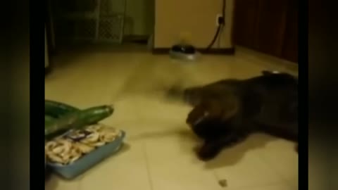 Scaring cat with cucumber