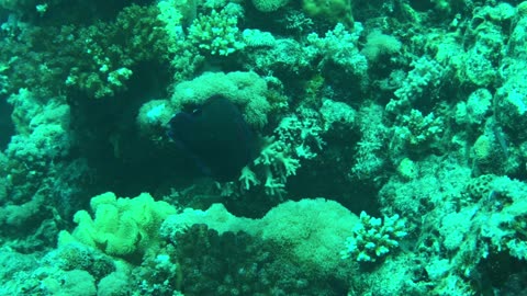 Trying to Chase the Parrotfish in the coral reef - no sound