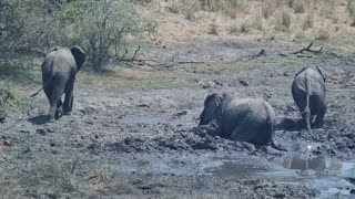 Elephant Helping An Elephant Get Unstuck