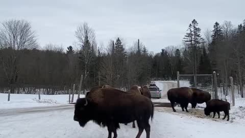 Bison Blocking the Way