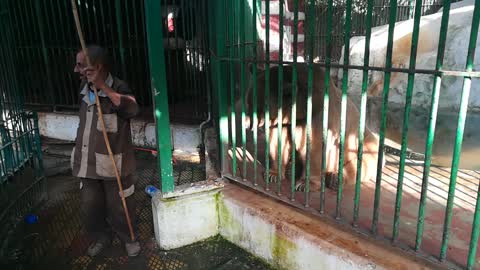 Boys Feed Mama Bear Raw Material Food