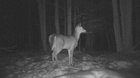 Unexplained Deer Gets Spooked by Bigfoot / Sasquatch / Yeti? Caught on Game Camera.