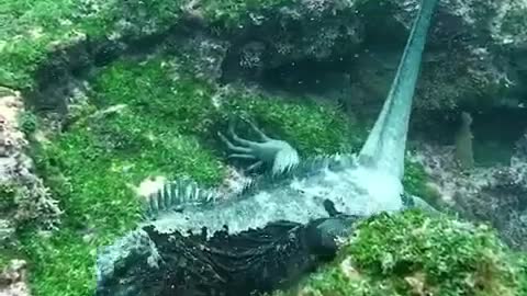 Godzilla in real life