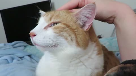 Pampered Cat Enjoys Getting Head Massages