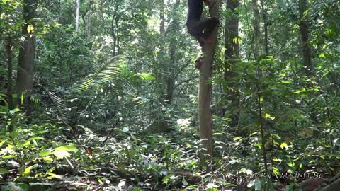 Survival in the tropical rainforest - Trailer