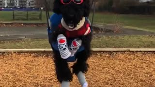 Dog wearing sunglasses, red antlers, red sweater, and socks swings at a park