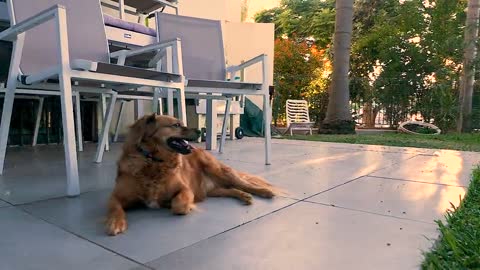 Afternoon in the courtyard