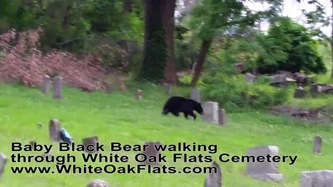 Black Bear Walking Through Cemetery