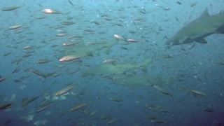 Sandtiger sharks