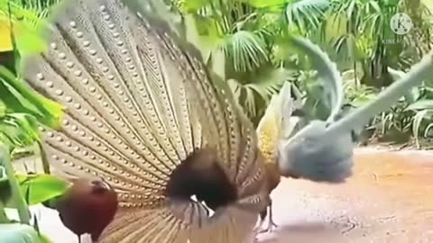 bird dance to seduce his partner