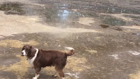 Dog Walks into Unexpected Whirlwind