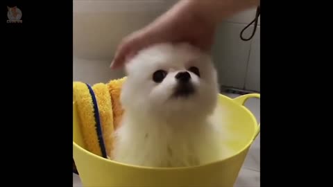 Absolutely Gorgeous Mini Pomeranian Funny and Cute Pomeranian Videos #9 CuteVN-Kk66LcP4BIA-