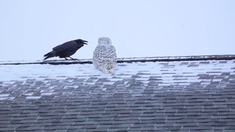 Owl and Raven In The Winter