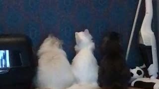Laser Has Captive Cat Audience