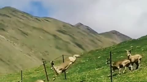 A herd of goats is jumping the fence