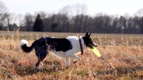 Big Catch by Dogs