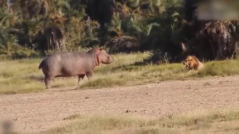 Lion's Failed Hunt Is Prevented By Hippo - Great Battle Of Lion Attack Hippo-4