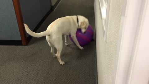 Roxy finds a beach ball in the office
