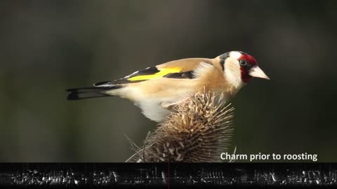 gold finch singing