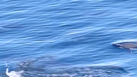 The Adélie penguin. Master of the waters in slow motion