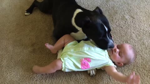Pit Bull preciously grooms adorable little baby