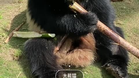 Kung Fu pandas eat bamboo