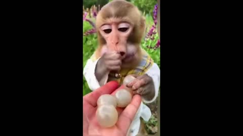 Somebody stop it brother😂😄😂. Monkey eats. Monkey. Animal