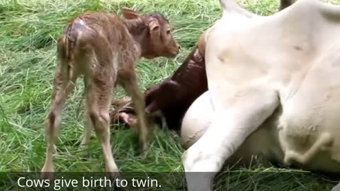 Cow asks Help for Giving Birth of twin babies