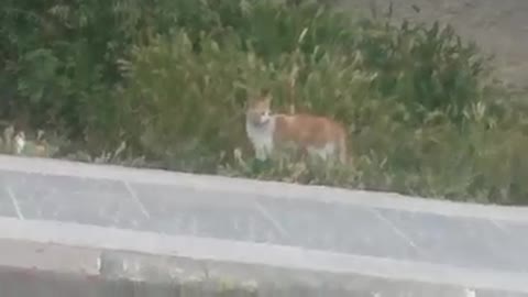 The most beautiful view of a cat wandering around the park