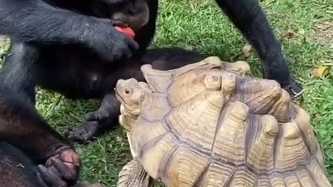 Animals sharing and caring