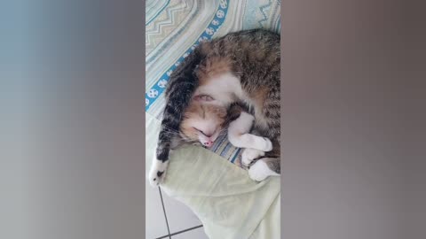 🐱Gato durmiendo sueño profundo