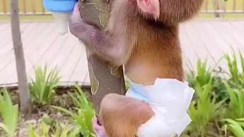 Cute baby monkey climbing tree