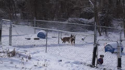 Dogs In The Snow