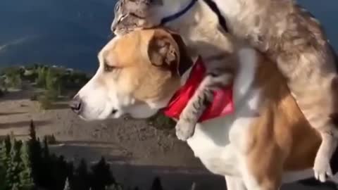These dog and cat are true friends 😳