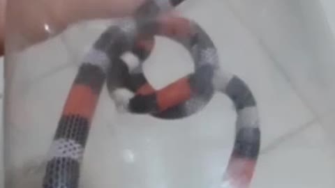Captured snake