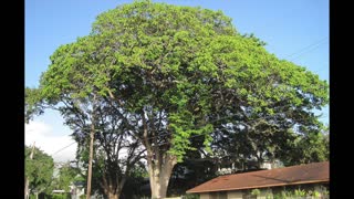 The Incredibly Strange Exploding Fruit Tree