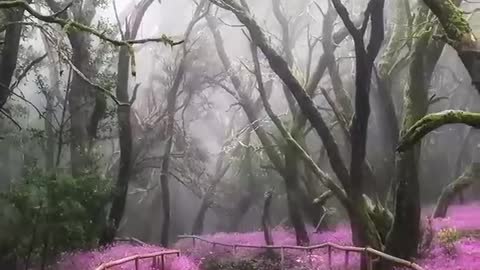 Amazing paradise rain 🌧️☔ view