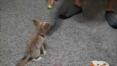 Training the Baby Fennec Fox to Sit.