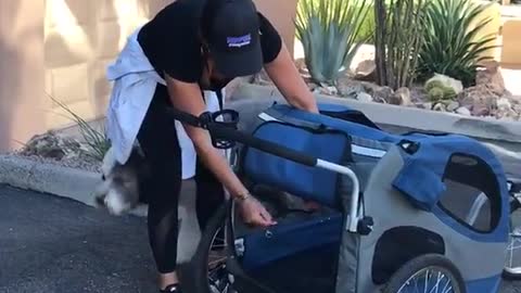 Big white dog crawls into blue stroller to be pushed
