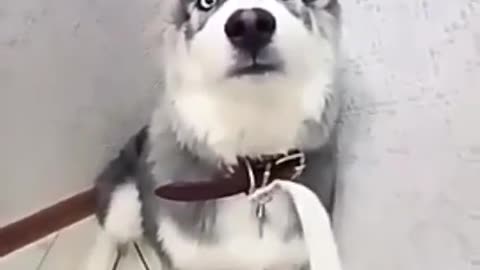 dog is angry Funny Moment