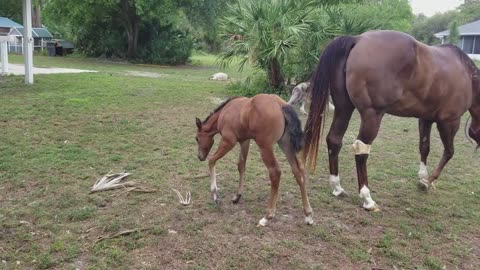 Emma a 3 week old filly kicks her mom while out playing
